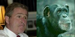 Bush or Chimp?